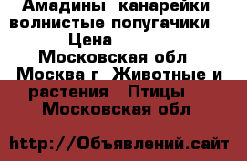 Амадины. канарейки, волнистые попугачики.  › Цена ­ 1 000 - Московская обл., Москва г. Животные и растения » Птицы   . Московская обл.